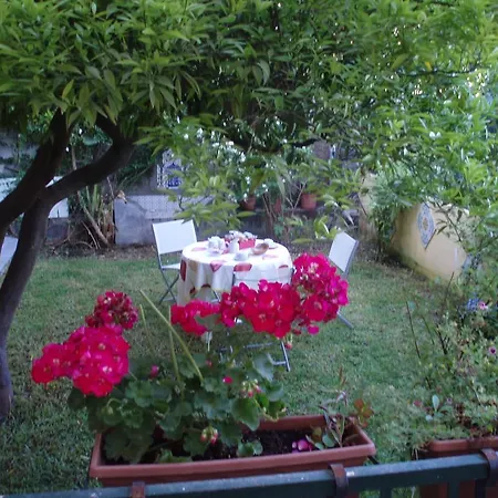 Hortensia San Giovanni La Punta