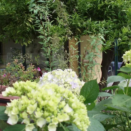 Hortensia San Giovanni La Punta